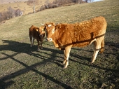 Monte Palanzone dalla Colma di Sormano – Triangolo Lariano il 26 novembre 2011 - FOTOGALLERY